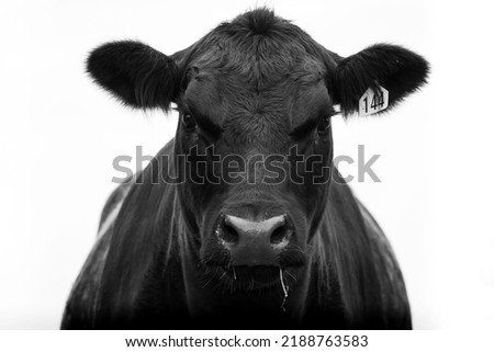 angus beef cow close up black and white