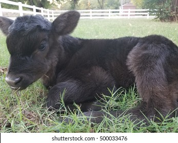 Angus Calf