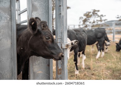 angus cattle drench and vaccinating cows in stockyards on a farm in australia. treating livestock on a farm worming with a pour on treatment in yards 