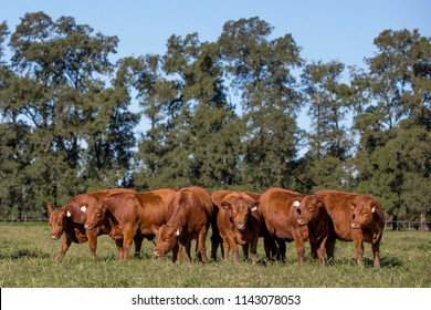 Angus Cattle Farming Stock Photo 1143078053 | Shutterstock