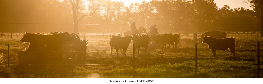 Angus Cattle Farming