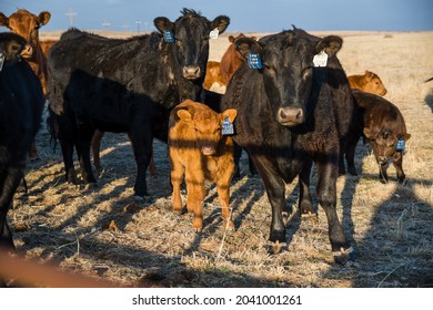 Angus Cattle Herd with Calves - Shutterstock ID 2041001261