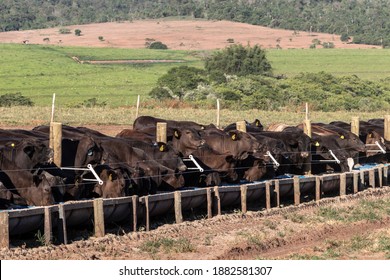 Angus Cattle On Confinement In Brazil