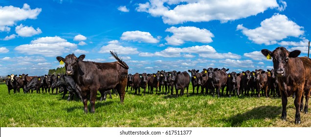 Angus Cattle In A Pasture In Southeastern Georgia.