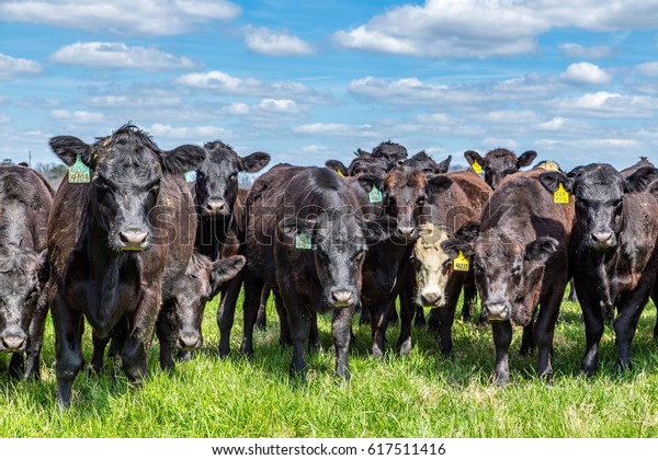 Angus Cattle Pasture Southeastern Georgia Stock Photo (Edit Now) 617511416