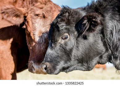 Angus Cattle Ranch Stock Photo 1335822425 | Shutterstock