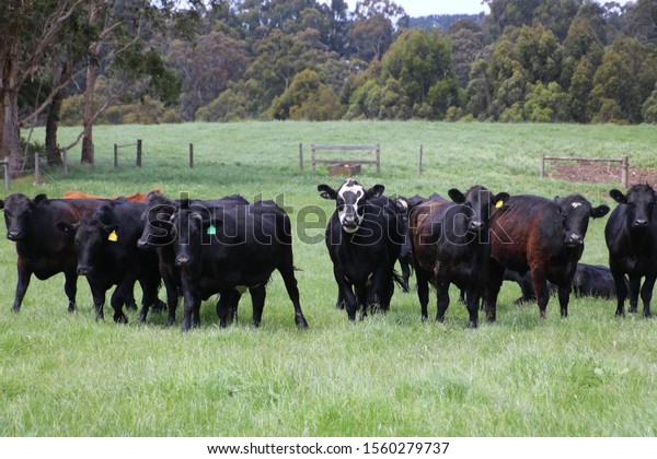 Angus Charolais Friesian Cross Cattle Being Stock Photo (Edit Now ...