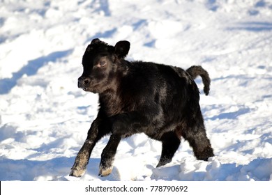 Angus Cow Calf Stock Photo 778790692 | Shutterstock