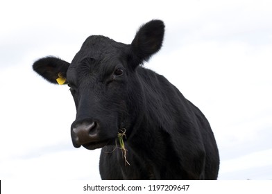 Angus cow feeding against a cloudy background