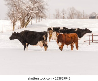 Angus Cow Grazing In The Snow