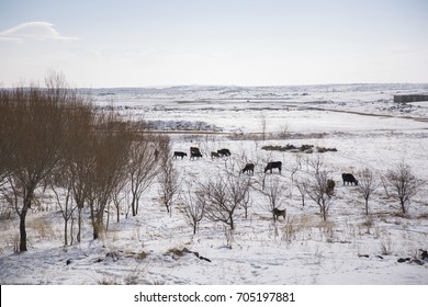 Angus Cow Grazing In The Snow