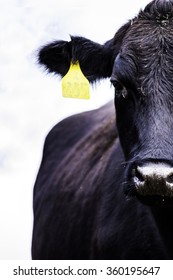 Angus Cow Half Face