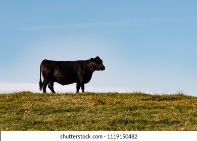 Angus Cow In Silhouette Against A Blue Sky With Blank Area For Copy Above And To The Right