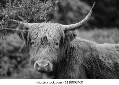 Angus Cow Sitting Country Side Stock Photo 1118002400 | Shutterstock