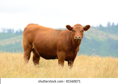 Angus Cross Beef Cattle In A Summer Field Near Oakland Oregon