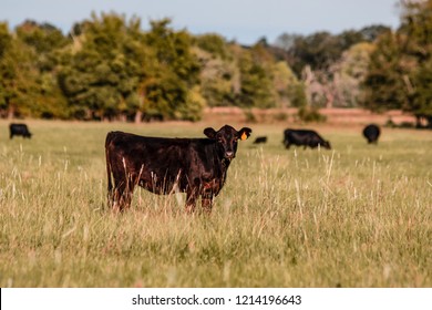Angus crossbred calf looking at the camera with the rest of the herd in the background out of focus in an early autumn pasture.