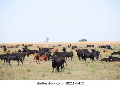 
Angus Farm Ranch And Hereford Cattle