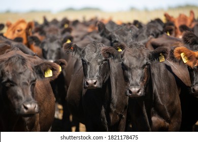 
Angus Farm Ranch And Hereford Cattle