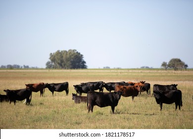 
Angus Farm Ranch And Hereford Cattle