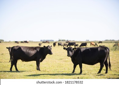 5,018 Red angus cattle Images, Stock Photos & Vectors | Shutterstock