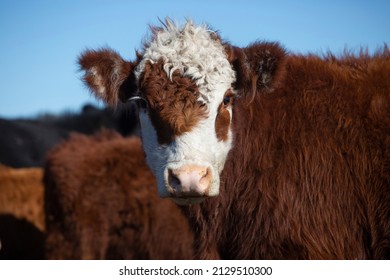 357 Red Poll Cattle Images, Stock Photos & Vectors 