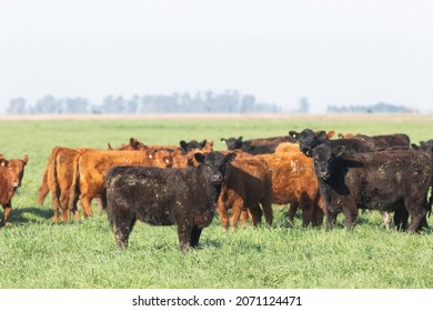 Angus Farm Ranch Y Hereford Cattle