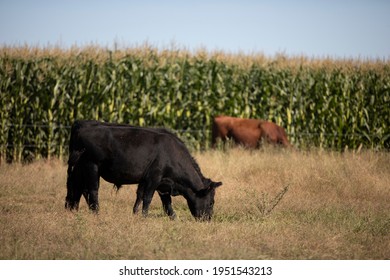 Angus Farming Ranch And Corn Sowing