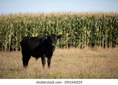 Angus Farming Ranch And Corn Sowing