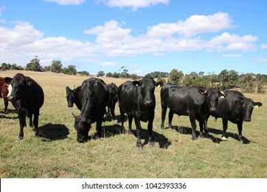 Angus Hereford Cross Cattle