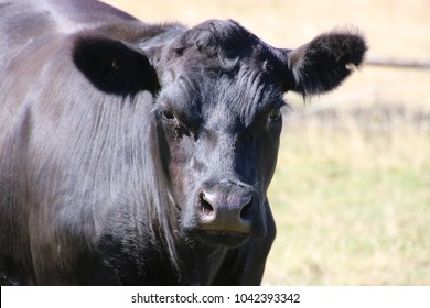 Angus Hereford Cross Cattle