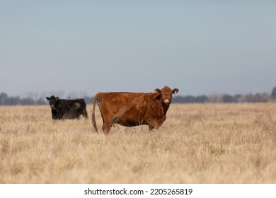 Angus And Hereford In The Field