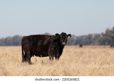 Angus And Hereford In The Field