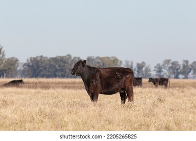 Angus And Hereford In The Field