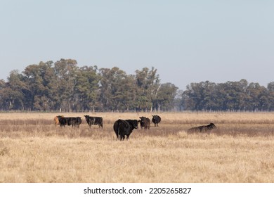 Angus And Hereford In The Field