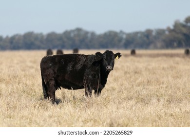 Angus And Hereford In The Field