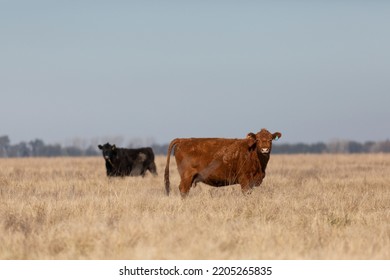 Angus And Hereford In The Field