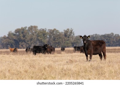 Angus And Hereford In The Field