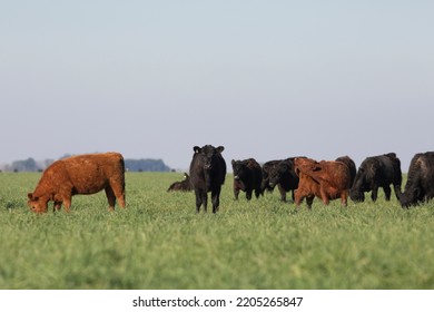 Angus And Hereford In The Field