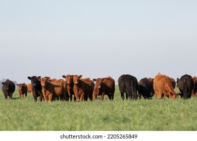 Angus And Hereford In The Field