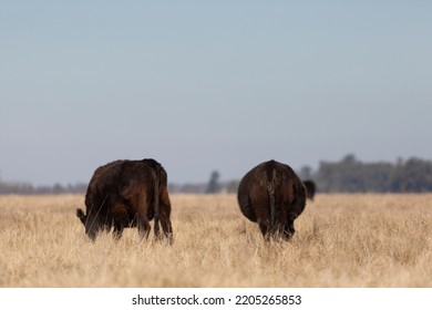 Angus And Hereford In The Field