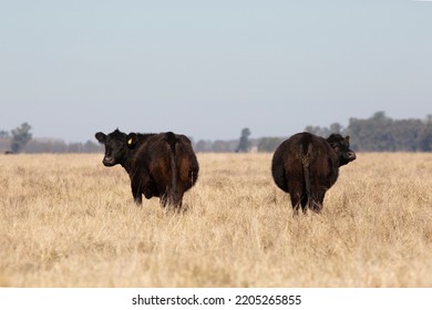 Angus And Hereford In The Field