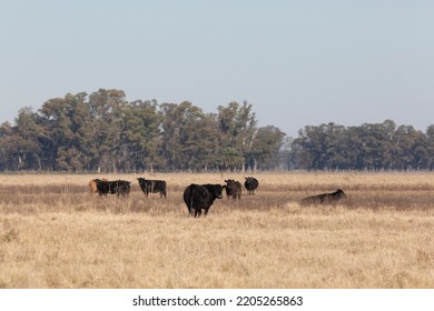 Angus And Hereford In The Field