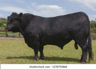 Angus Meat Bull 