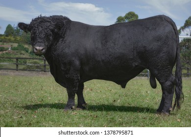 Angus Meat Bull 