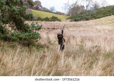 Angus, Scotland - November,2012: A Gun In Action During A Pheasant And Partridge Driven Shoot On An Estate In Angus, Scotland