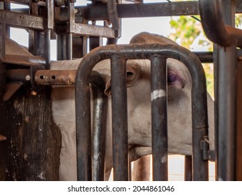 Angus Steer Being Weighed And Checked Before Sale