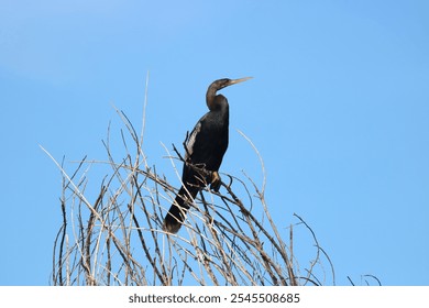 Anhinga Bird Perched on a Branch Sanibel Island Florida - Powered by Shutterstock