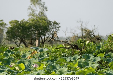 An Anhinga bird (Anhinga anhinga) perched on a tree branch in a beautiful tropical forest - Powered by Shutterstock