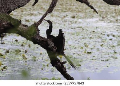 An anhinga bird (Anhinga anhinga) perching on a tree branch drying its feathers on a sunny day, with blurred background - Powered by Shutterstock