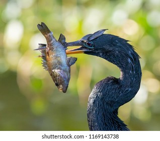 Anhinga Blue Gill Fish